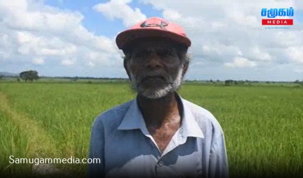 கந்தளாயில்  நோயால் கருகும் நெற்பயிர்கள் – கவலையில் விவசாயிகள்! 